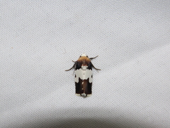 Bryolymnia marginata