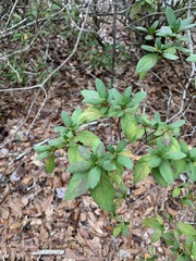 Rhododendron indicum