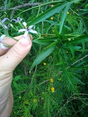 Solanum angustifidum