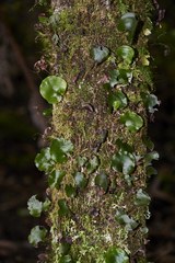Hymenophyllum nephrophyllum