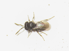 Scelionidae