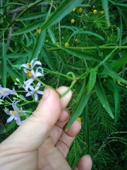 Solanum angustifidum