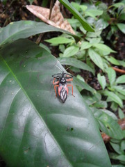 Calliclopius nigripes