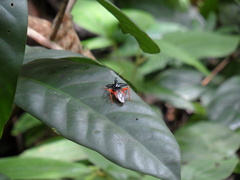 Calliclopius nigripes