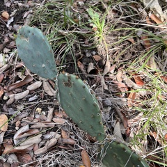 Opuntia macrorhiza
