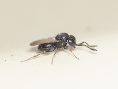 Scelionidae