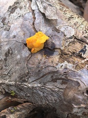 Tremella mesenterica