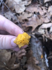 Tremella mesenterica
