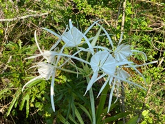 Hymenocallis