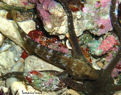 Gobius paganellus