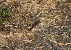 Sympetrum pallipes