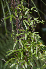 Lygodium articulatum