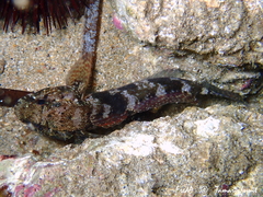 Gobius paganellus