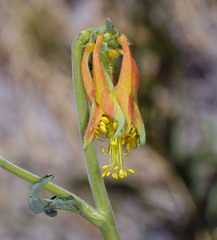 Aquilegia shockleyi
