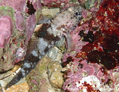 Gobius paganellus