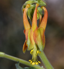 Aquilegia shockleyi