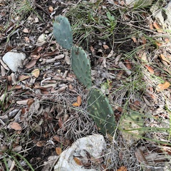 Opuntia macrorhiza