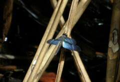 Zenithoptera lanei