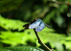 Zenithoptera lanei