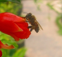 Apis mellifera