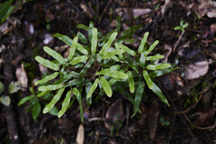 Lygodium articulatum