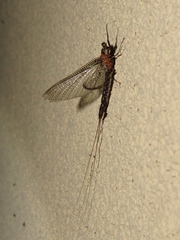 Hexagenia bilineata