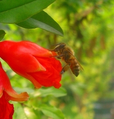 Apis mellifera