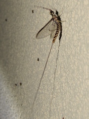 Hexagenia bilineata