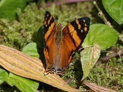 Hypanartia lethe
