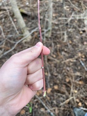 Acer pensylvanicum
