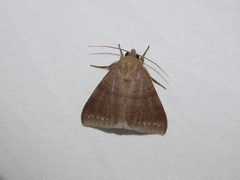 Poaphilini