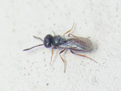 Scelionidae