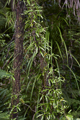 Lygodium articulatum
