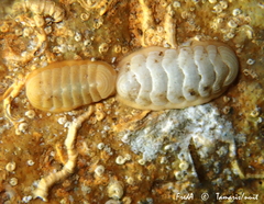 Lepidopleurus cajetanus