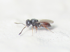 Scelionidae
