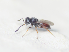 Scelionidae