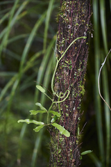 Lygodium articulatum