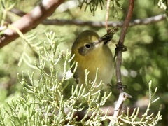 Peucedramus taeniatus