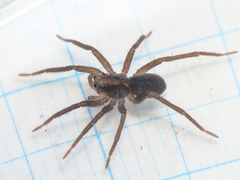 Trabea paradoxa