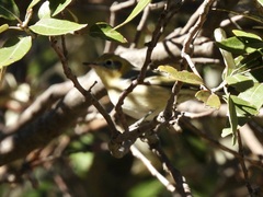 Peucedramus taeniatus