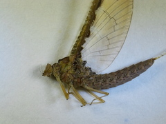 Callibaetis ferrugineus hageni