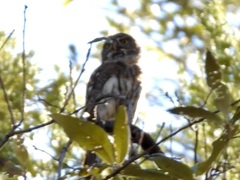 Glaucidium gnoma