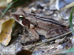 Rhinella ornata