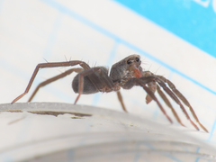 Trabea paradoxa