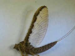 Callibaetis ferrugineus hageni