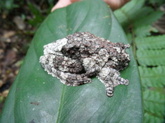 Dendropsophus marmoratus