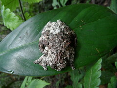 Dendropsophus marmoratus