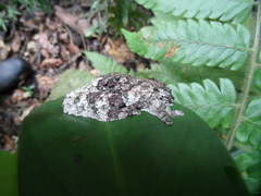 Dendropsophus marmoratus