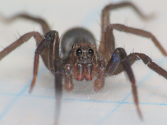 Trabea paradoxa
