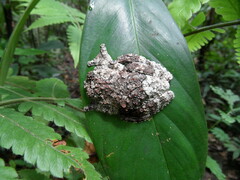 Dendropsophus marmoratus